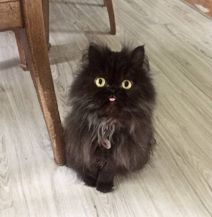 Cats is everything. Even the protruding tongue!