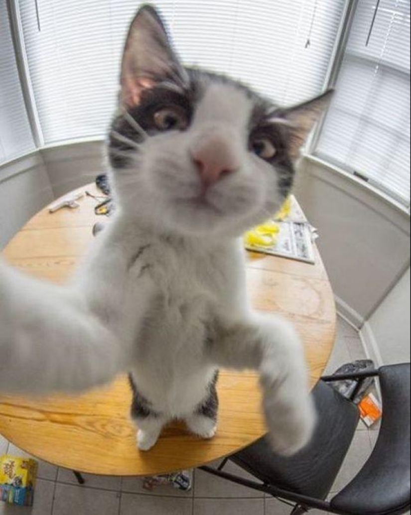 Cats were taking selfies long before it became mainstream