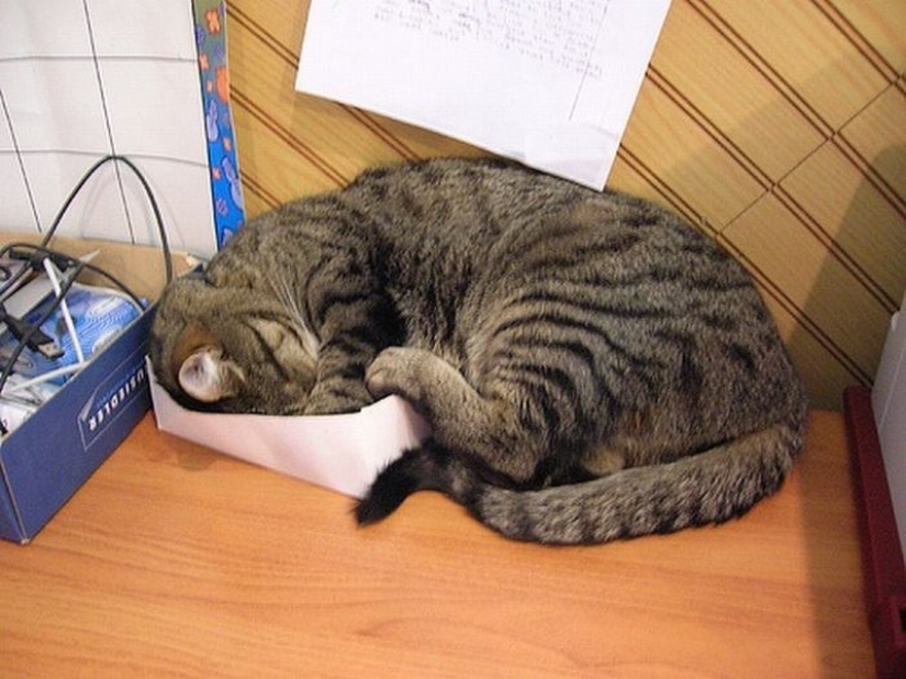 Cats who have learned the science of sleep