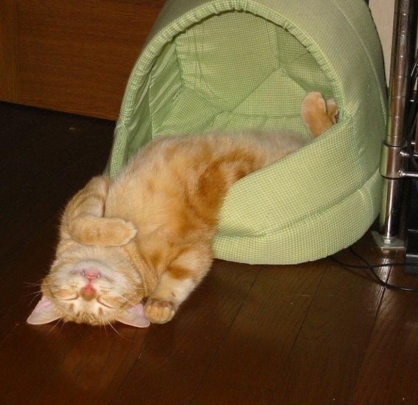 Cats who have learned the science of sleep