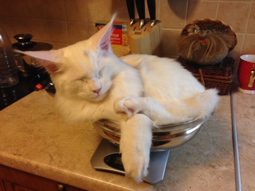 Cats who have learned the science of sleep