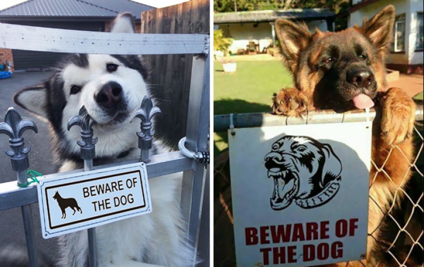 Caution! In this post, terribly kind dogs