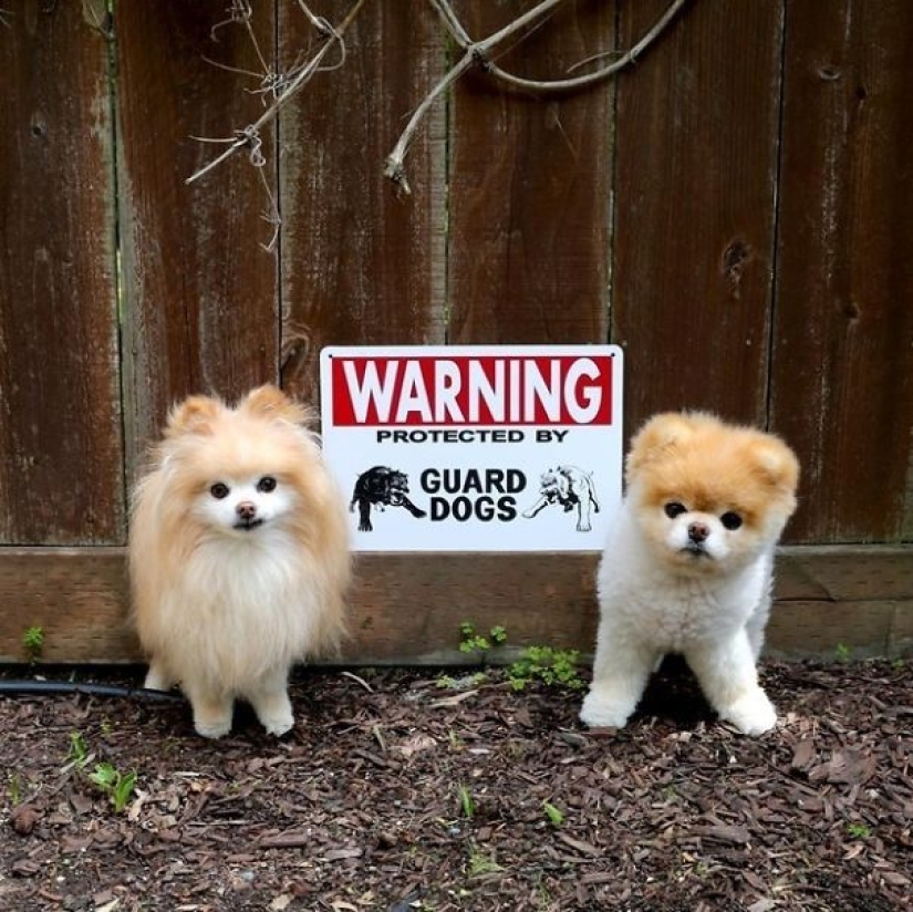 Caution! In this post, terribly kind dogs