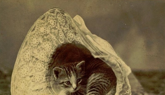 Charming vintage cats that will prove that cats have ruled the world at all times Charming vintage cats that will prove that cats have ruled the world at all times