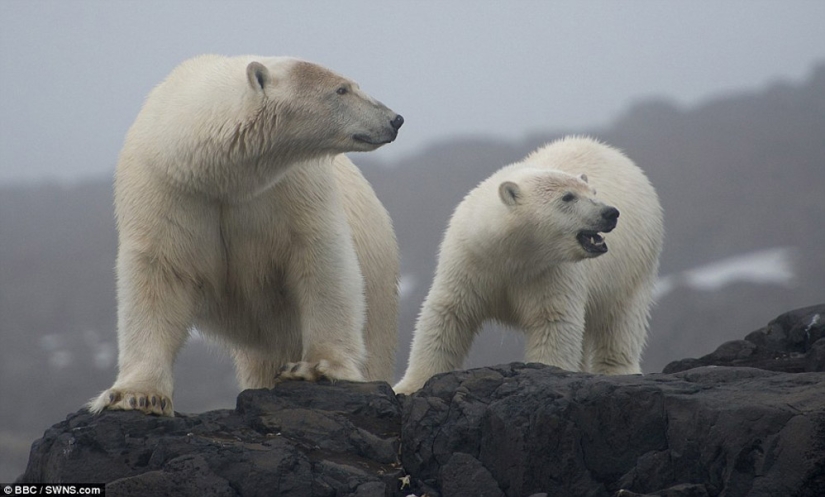 Chilling footage of a polar bear trying to devour a man Chilling footage of a polar bear trying to devour a man