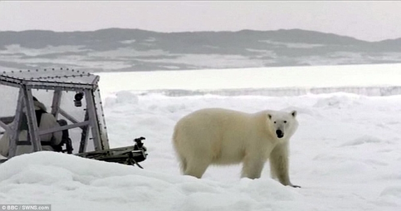 Chilling footage of a polar bear trying to devour a man Chilling footage of a polar bear trying to devour a man