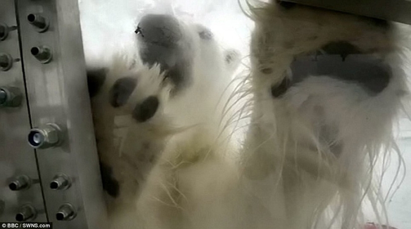 Chilling footage of a polar bear trying to devour a man Chilling footage of a polar bear trying to devour a man