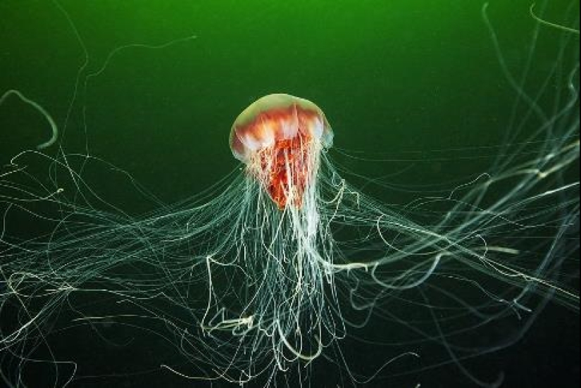 Cianea ártica — un delicioso gigante del mundo de las medusas