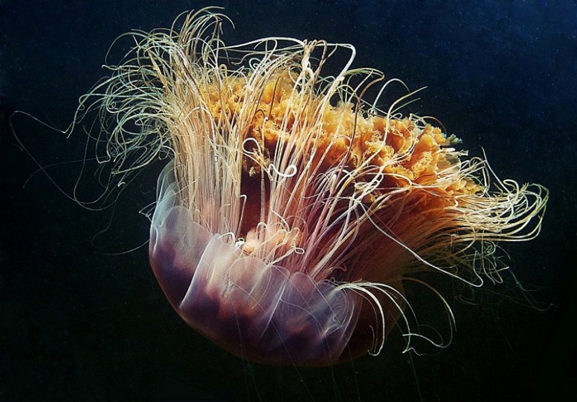 Cianea ártica — un delicioso gigante del mundo de las medusas