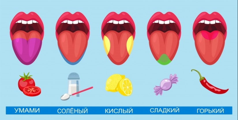 Científicos de Estados Unidos han descubierto un nuevo sexto sabor