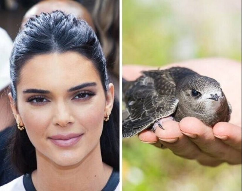 Claudia Schiffer's Insect Collection and 14 more secret celebrity hobbies