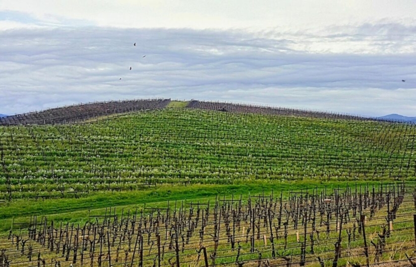 ¿Cómo apareció la fotografía más famosa del mundo y cuánto costó?