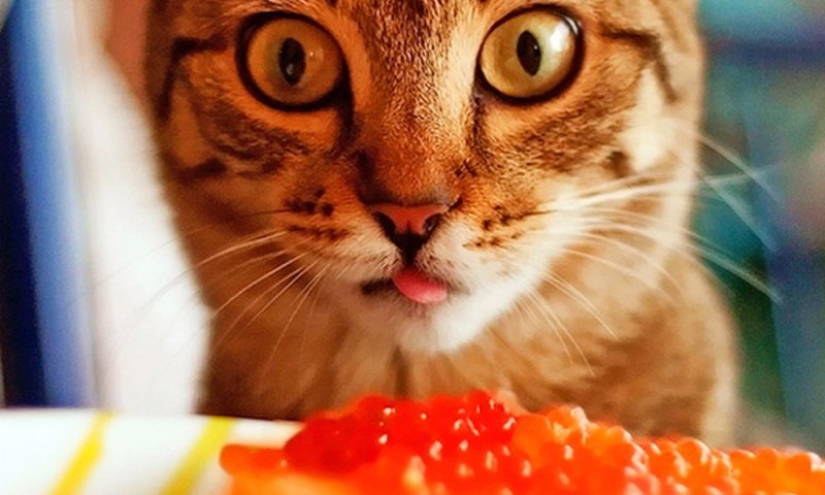 Cómo comprar caviar rojo y no equivocarse