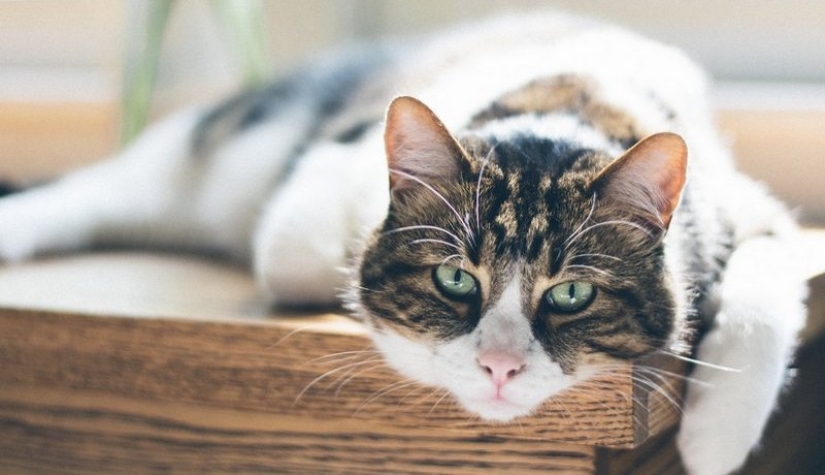 Cómo determinar la vejez en un gato y en qué se diferencia de la vejez de un perro Cómo determinar la vejez en un gato y en qué se diferencia de la vejez de un perro