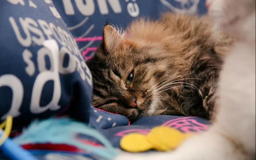 Cómo determinar la vejez en un gato y en qué se diferencia de la vejez de un perro Cómo determinar la vejez en un gato y en qué se diferencia de la vejez de un perro