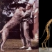 Cómo el antropólogo Grover Krantz y su perro Clyde se convirtieron en exhibiciones de Museo