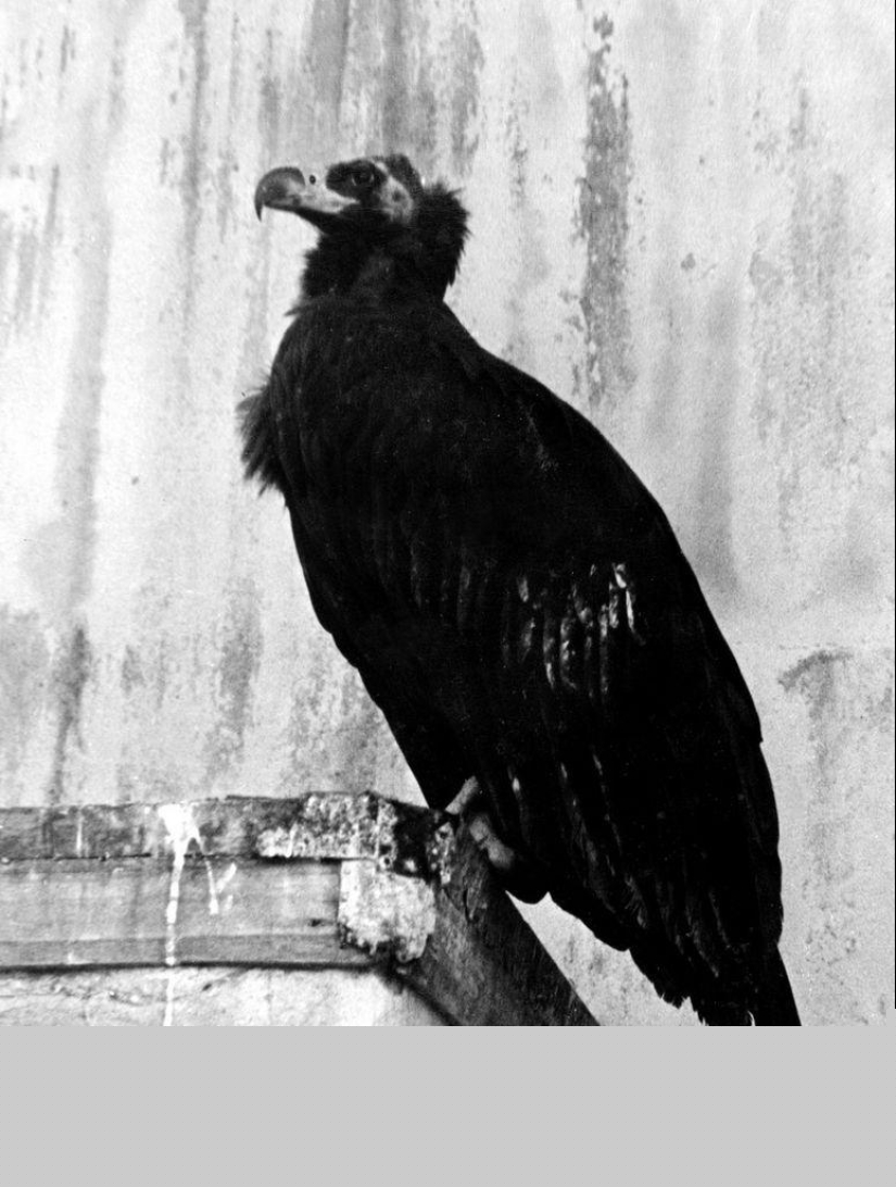 Cómo el Zoológico de Leningrado sobrevivió al bloqueo