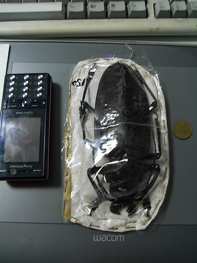 Cómo es el leñador Titán, el escarabajo más grande del mundo Cómo es el leñador Titán, el escarabajo más grande del mundo