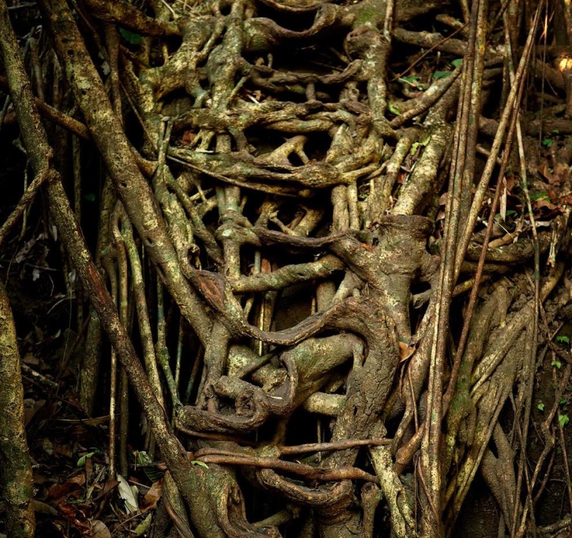 Cómo es el lugar más húmedo de la Tierra, una ciudad en el estado indio de Meghalaya