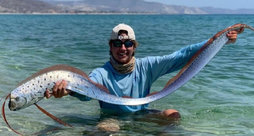 Cómo es el rey del arenque, capaz de predecir un tsunami Cómo es el rey del arenque, capaz de predecir un tsunami