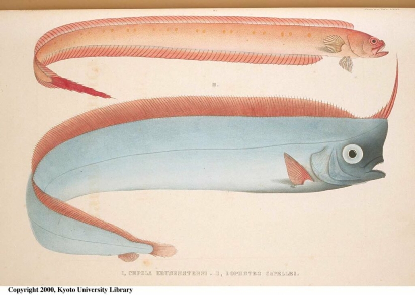 Cómo es el rey del arenque, capaz de predecir un tsunami Cómo es el rey del arenque, capaz de predecir un tsunami