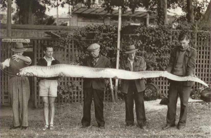 Cómo es el rey del arenque, capaz de predecir un tsunami Cómo es el rey del arenque, capaz de predecir un tsunami