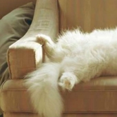 ¿Cómo está tu gato tratando de hablar contigo