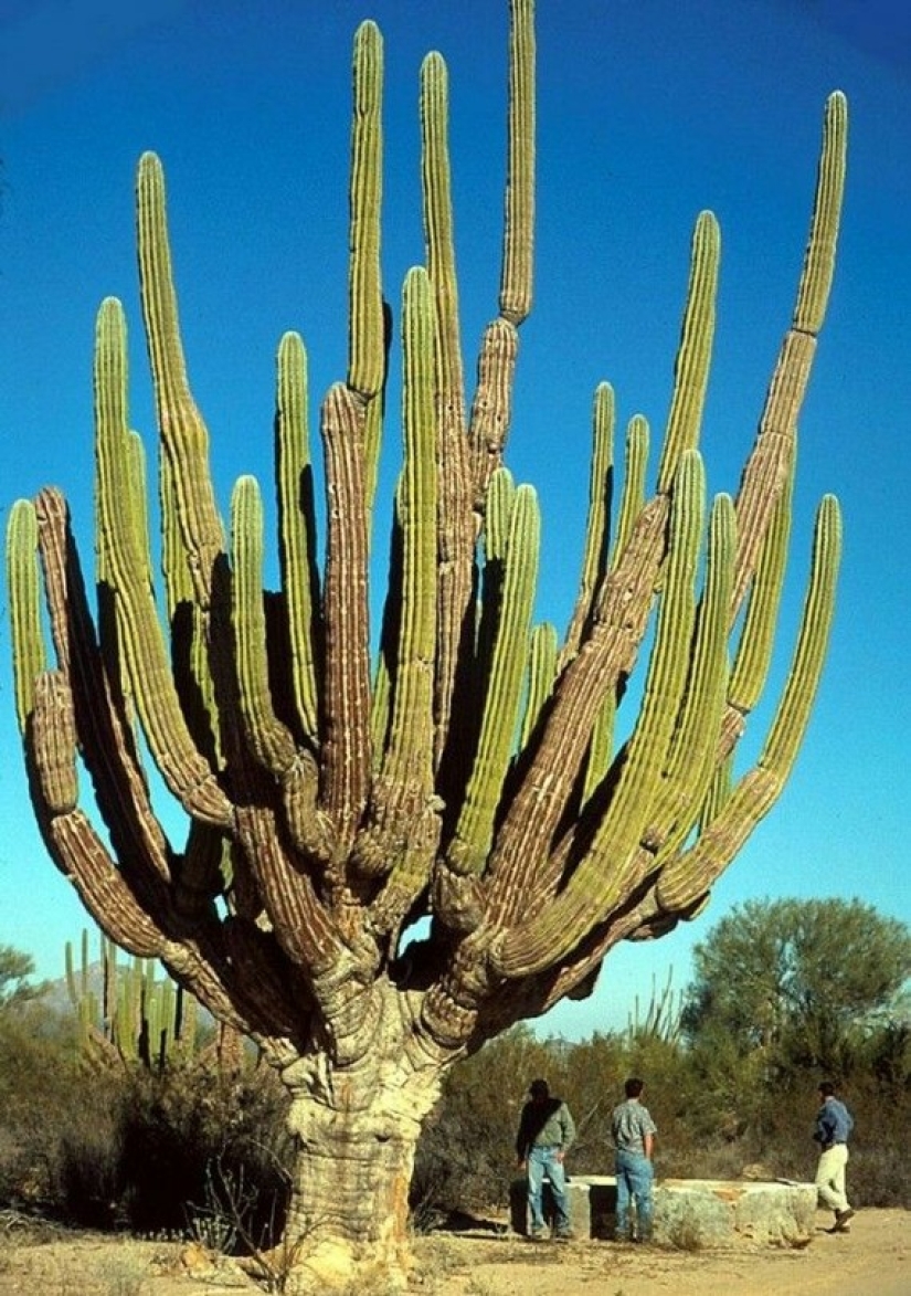 Cómo florece el gigante Saguaro, el cactus más grande del planeta Cómo florece el gigante Saguaro, el cactus más grande del planeta
