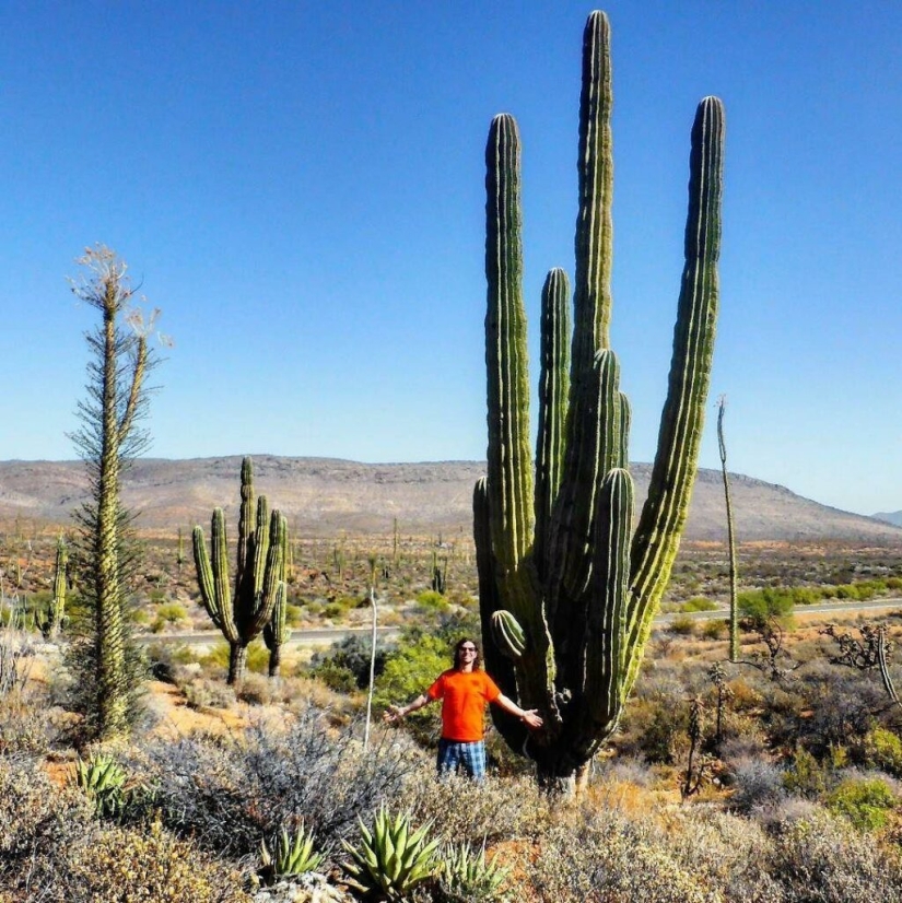 Cómo florece el gigante Saguaro, el cactus más grande del planeta Cómo florece el gigante Saguaro, el cactus más grande del planeta