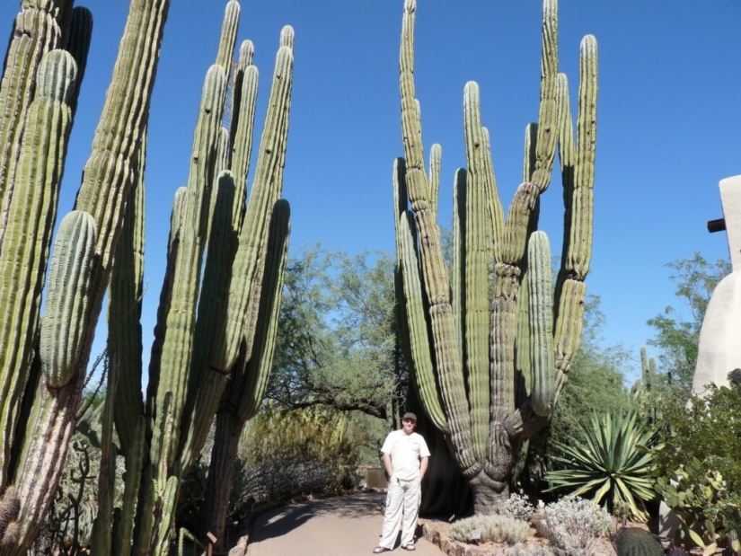 Cómo florece el gigante Saguaro, el cactus más grande del planeta Cómo florece el gigante Saguaro, el cactus más grande del planeta