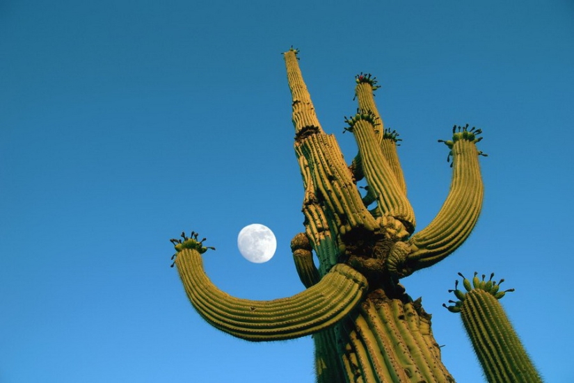 Cómo florece el gigante Saguaro, el cactus más grande del planeta Cómo florece el gigante Saguaro, el cactus más grande del planeta