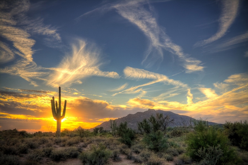 Cómo florece el gigante Saguaro, el cactus más grande del planeta Cómo florece el gigante Saguaro, el cactus más grande del planeta