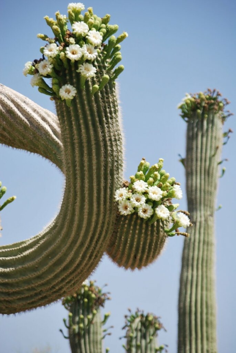 Cómo florece el gigante Saguaro, el cactus más grande del planeta Cómo florece el gigante Saguaro, el cactus más grande del planeta