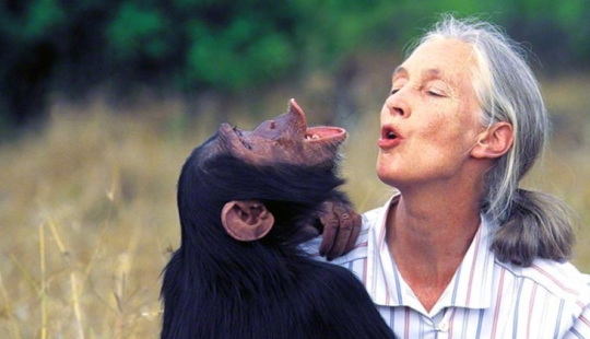 ¿Cómo intentaron los científicos enseñar a hablar a los primates? ¿Cómo intentaron los científicos enseñar a hablar a los primates?