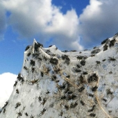 Cómo las arañas convierten la paradisíaca isla de Aitoliko en un escenario de película de terror