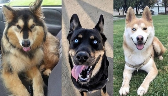 Cómo lucir como un cruce entre un husky y otras razas de perros Cómo lucir como un cruce entre un husky y otras razas de perros