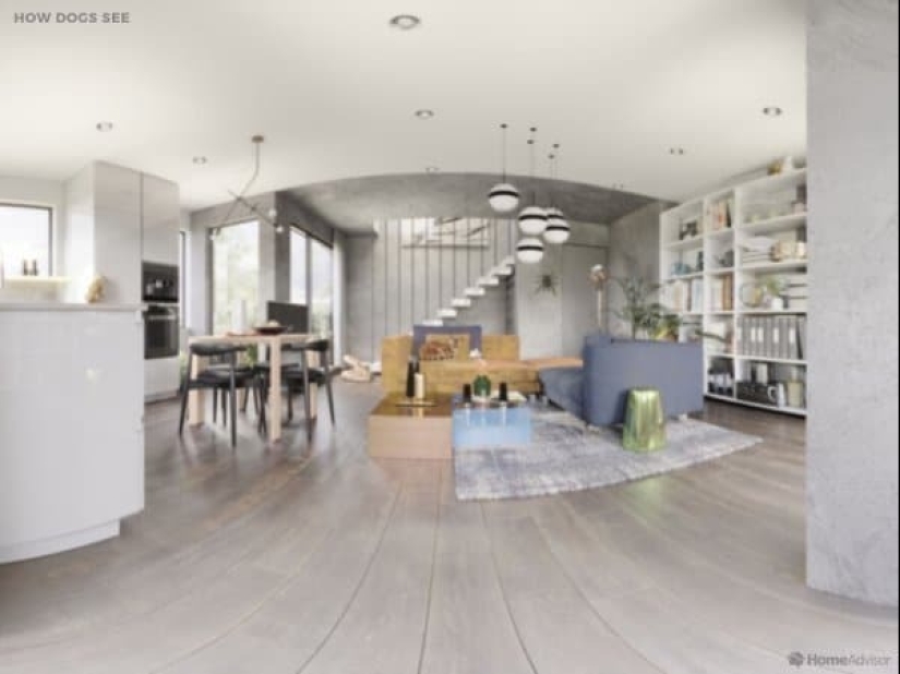 Cómo se ve el mundo a través de los ojos de los gatos, perros y peces del acuario