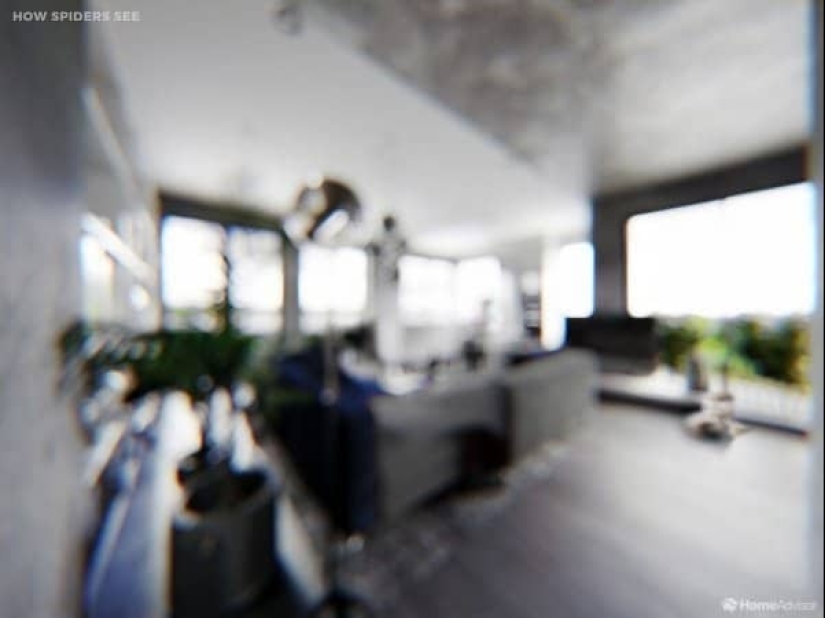 Cómo se ve el mundo a través de los ojos de los gatos, perros y peces del acuario