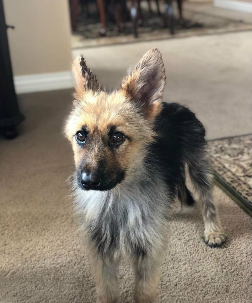 ¿Cómo se ven los pastores alemanes con enanismo? ¿Cómo se ven los pastores alemanes con enanismo?