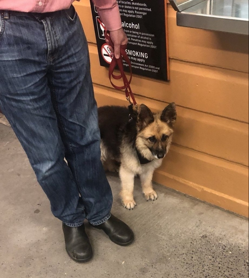 ¿Cómo se ven los pastores alemanes con enanismo? ¿Cómo se ven los pastores alemanes con enanismo?