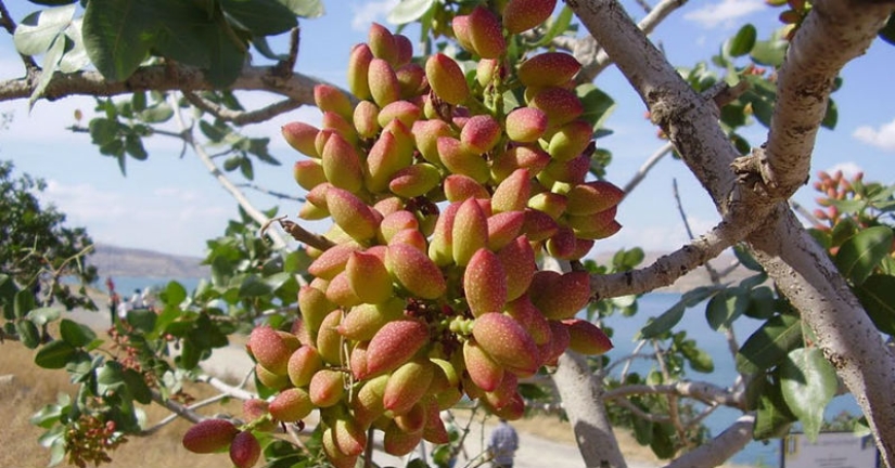 Cómo se ven los productos populares antes de la cosecha Cómo se ven los productos populares antes de la cosecha