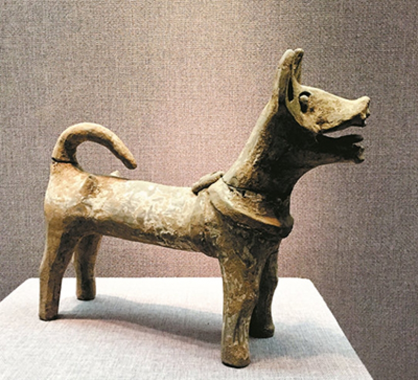 ¿Cómo un hombre administrar domesticar a un lobo y convertirlo en un perro