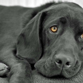 Cómo ven los perros