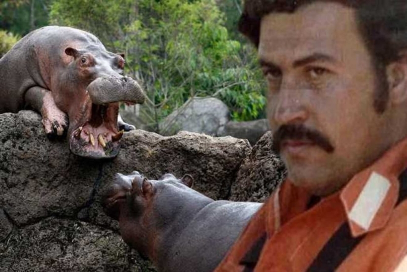 Cocaine hippos of Colombia, or Environmental sabotage Escobar Cocaine hippos of Colombia, or Environmental sabotage Escobar