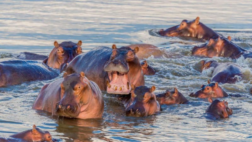 Cocaine hippos of Colombia, or Environmental sabotage Escobar Cocaine hippos of Colombia, or Environmental sabotage Escobar