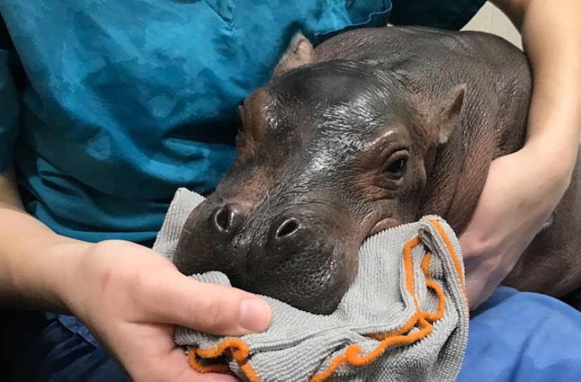 Cocaine hippos of Colombia, or Environmental sabotage Escobar Cocaine hippos of Colombia, or Environmental sabotage Escobar