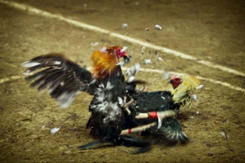 Cockfighting in the Philippines