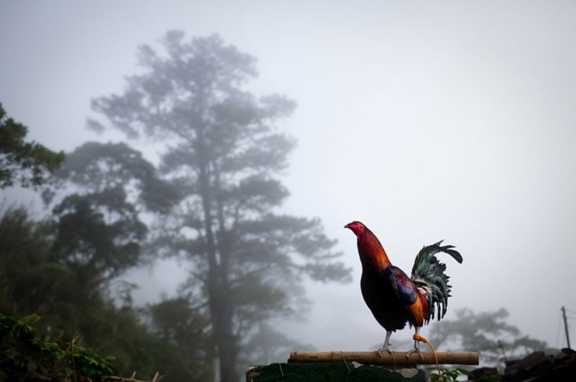 Cockfighting in the Philippines