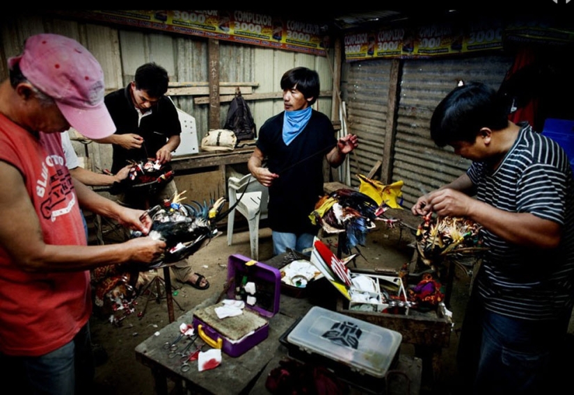 Cockfighting in the Philippines