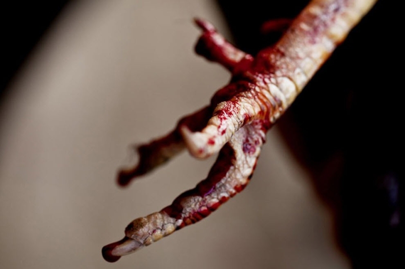 Cockfighting in the Philippines